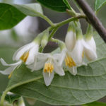 Bigleaf Snowbell - Styrax grandifolius 2