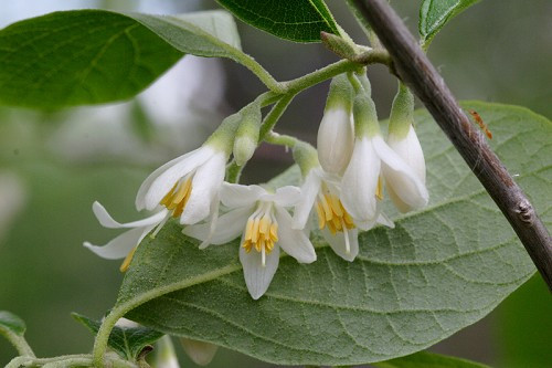 Bigleaf Snowbell - Styrax grandifolius 2