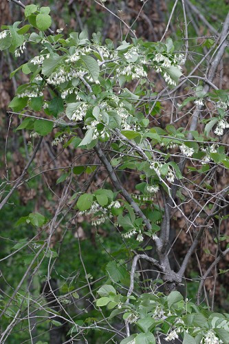 Bigleaf Snowbell - Styrax grandifolius