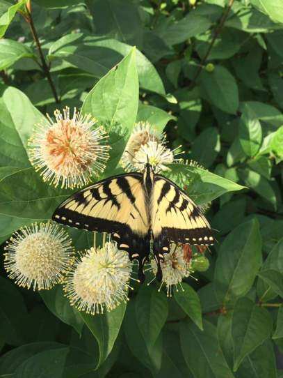 Buttonbush - Cephalanthus occidentalis