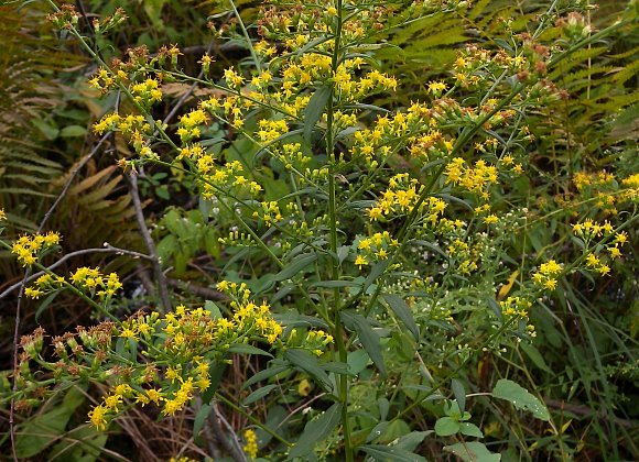 Swamp Goldenrod, Roundleaf Goldenrod - Solidago patula