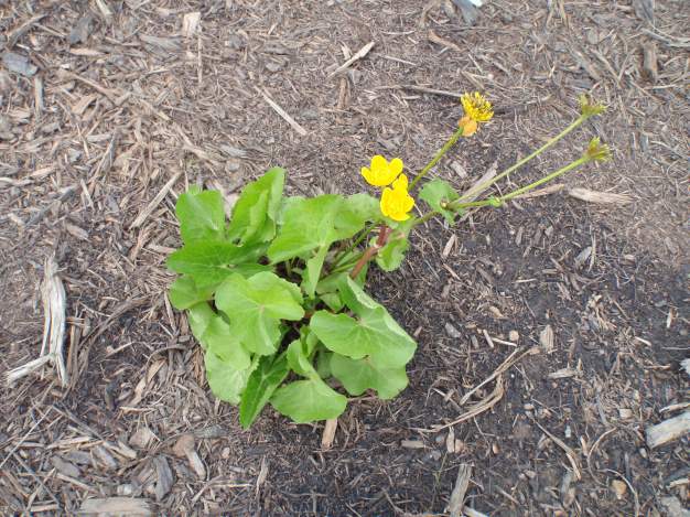 Marsh Marigold - Catha palustris