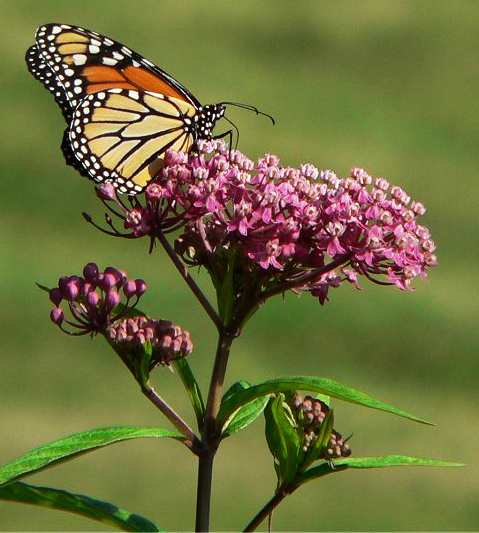 Swamp Milkweed - Asclepias incarnata 2