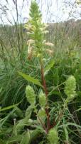 Swamp Lousewort, Marsh Betony - Pedicularis lanceolata 2
