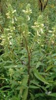 Swamp Lousewort, Marsh Betony - Pedicularis lanceolata