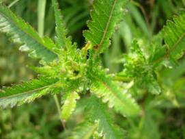 Swamp Lousewort, Marsh Betony - Pedicularis lanceolata 6