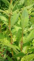 Swamp Lousewort, Marsh Betony - Pedicularis lanceolata 5