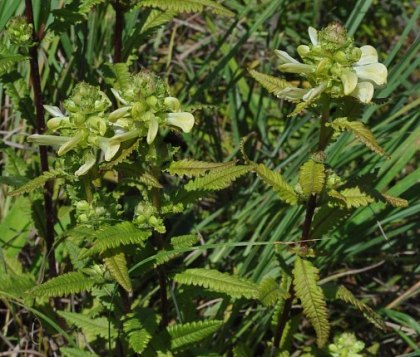Swamp Lousewort, Marsh Betony - Pedicularis lanceolata 4