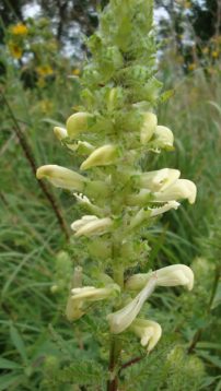 Swamp Lousewort, Marsh Betony - Pedicularis lanceolata 3