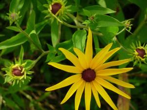 Sweet Black-eyed Susan, Sweet Coneflower - Rudbeckia subtomentosa 4