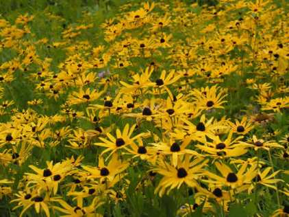 Sweet Black-eyed Susan, Sweet Coneflower - Rudbeckia subtomentosa 3