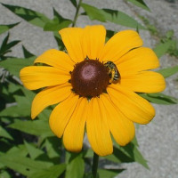 Sweet Black-eyed Susan, Sweet Coneflower - Rudbeckia subtomentosa 2