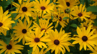 Sweet Black-eyed Susan, Sweet Coneflower - Rudbeckia subtomentosa