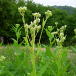 Sweet Indian Plantain, Groovestem Indian Plantain - Hasteola suaveolens (Cacalia suaveolens)