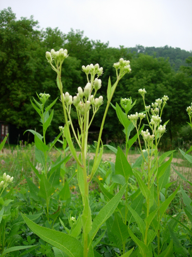 Sweet Indian Plantain, Groovestem Indian Plantain - Hasteola suaveolens (Cacalia suaveolens)