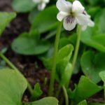 Sweet White Violet, Woodland White Violet - Viola blanda 3