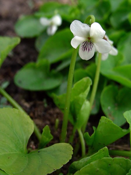 Sweet White Violet, Woodland White Violet - Viola blanda 3