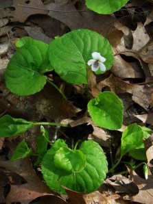 Sweet White Violet, Woodland White Violet - Viola blanda 2