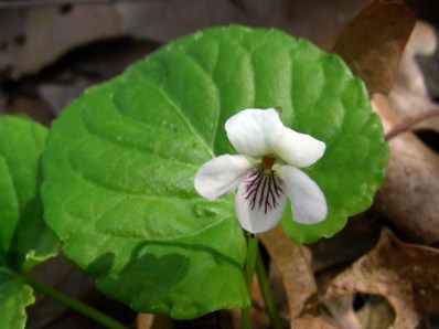 Sweet White Violet, Woodland White Violet - Viola blanda