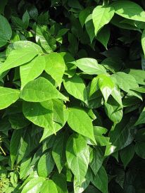 Sweetshrub, Carolina Allspice, Sweet Betsy - Calycanthus floridus 2