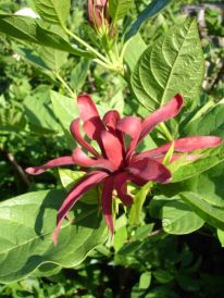 Sweetshrub, Carolina Allspice, Sweet Betsy - Calycanthus floridus