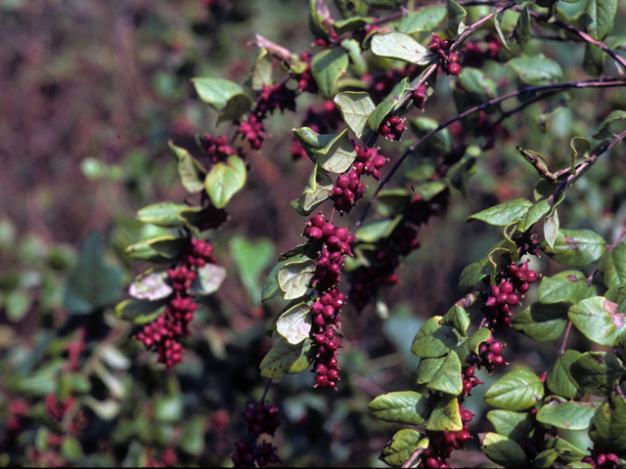 Symphoricarpos orbiculatus (Coralberry)