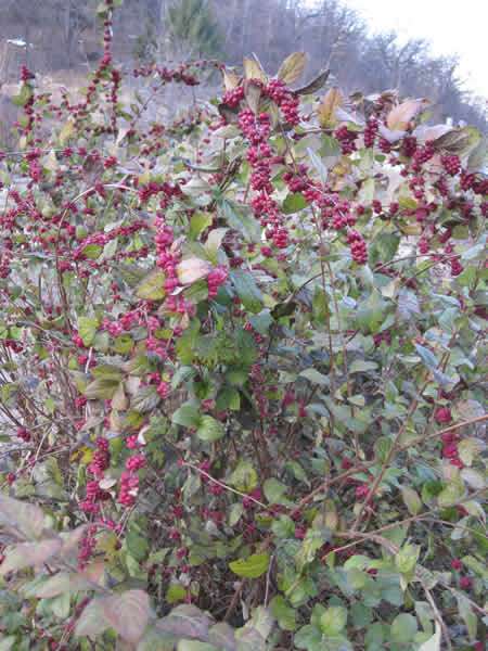 Coralberry, Indian Currant - Symphoricarpos orbiculatus 2