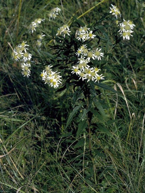 Wavyleaf Aster - Symphyotrichum undulatum (Aster undulates)