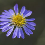 Late Purple Aster, Spreading Aster - Symphyotrichum patens (Aster patens)