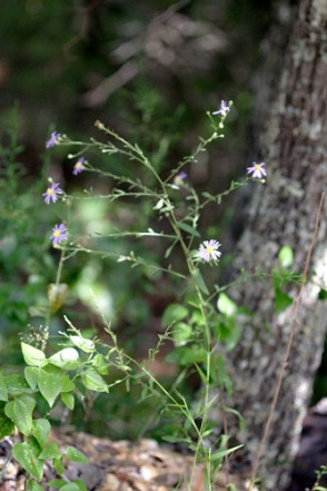 Late Purple Aster, Spreading Aster - Symphyotrichum patens (Aster patens) 3