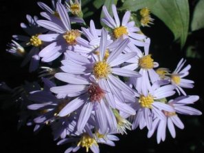 Short’s Aster - Symphyotrichum shortii (Aster shortii) 3