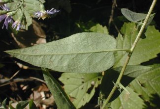 Short’s Aster - Symphyotrichum shortii (Aster shortii) 2