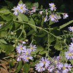 Short’s Aster - Symphyotrichum shortii (Aster shortii)