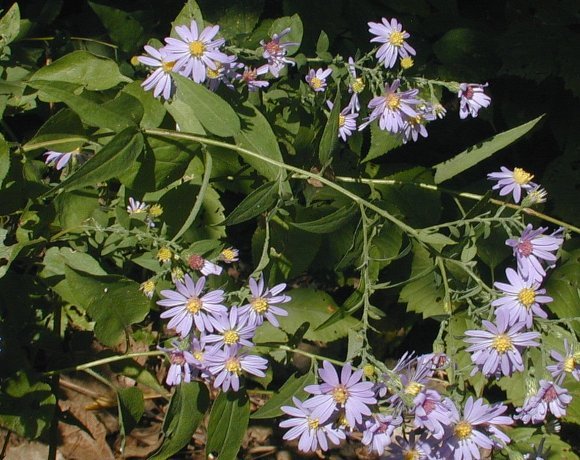 Short’s Aster - Symphyotrichum shortii (Aster shortii)