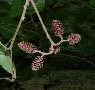 Tag, Smooth or Common Alder - Alnus serrulata 4