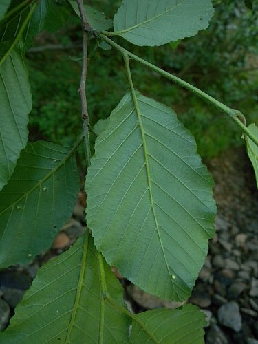 Tag, Smooth or Common Alder - Alnus serrulata 3