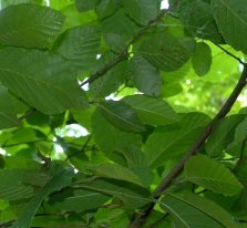 Tag, Smooth or Common Alder - Alnus serrulata