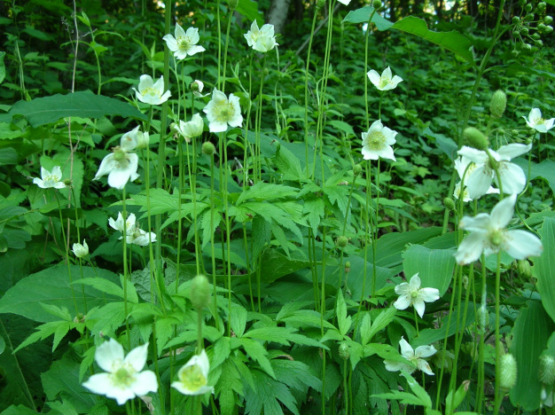 Tall Thimbleweed - Anemone virginiana