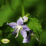 Tall Bellflower - Campanula americana