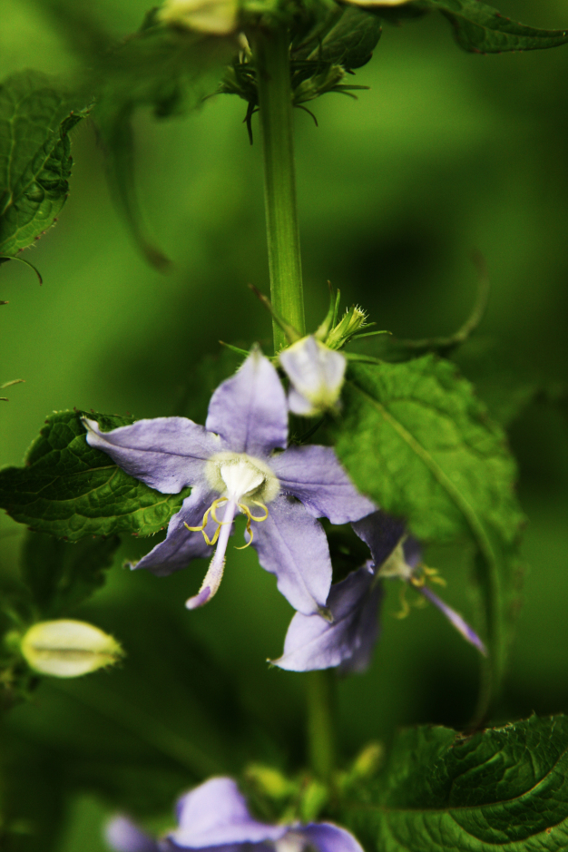 Tall Bellflower - Campanula americana