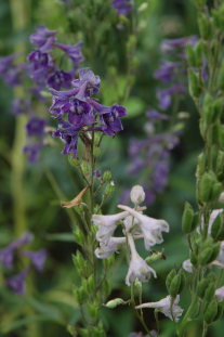 Tall Larkspur - Delphinium exaltatum 2