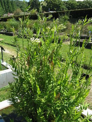 Tall Water Parsnip, Hemlock Waterparsnip - Sium suave