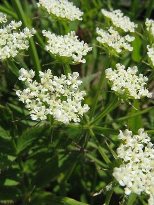 Tall Water Parsnip, Hemlock Waterparsnip - Sium suave 2