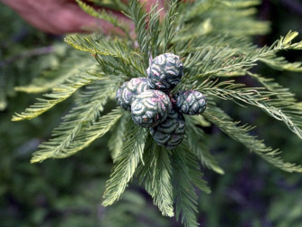 Bald Cypress, Baldcypress - Taxodium distichum