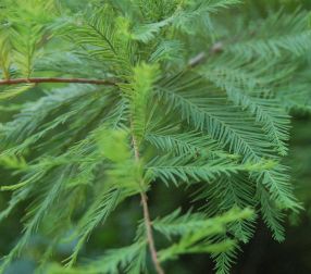 Bald Cypress, Baldcypress - Taxodium distichum 2