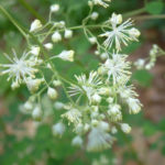 Tall Meadow Rue, King of the Meadow - Thalictrum pubescens