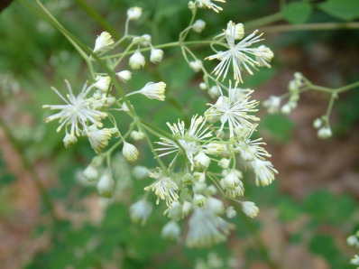 Tall Meadow Rue, King of the Meadow - Thalictrum pubescens