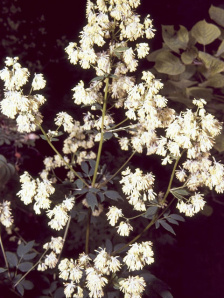 Tall Meadow Rue, King of the Meadow - Thalictrum pubescens 2