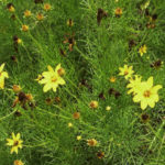 Thread-leaf Tickseed, Whorled Tickseed - Coreopsis verticillata