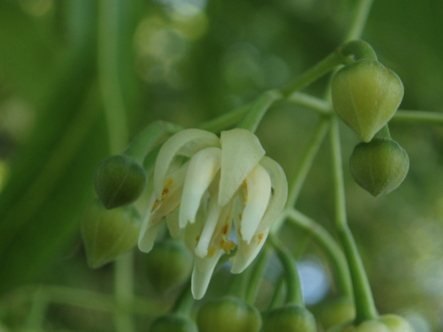 White Basswood, Linden, White Linden, Silver-leaved Linden - Tilia americana var. heterophylla (T. heterophylla) 2